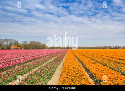 Tulipani rosa e arancio e una turbina eolica a Noordoostpolder, Paesi Bassi Foto Stock