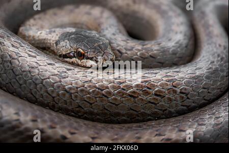 Macro-shot ravvicinata di serpente liscio a spirale (Coronella austriaca) Foto Stock