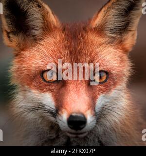 Ritratto della volpe rossa (Vulpes Vulpes) che si starring alla fotocamera. Primo piano dello shot frontale isolato su sfondo sfocato Foto Stock