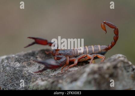 Primo piano macro di scorpione in legno (Euscorpius deltshevi) su pietra grigia. Isolato su sfondo sfocato Foto Stock