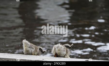 Amburgo, Germania. 04 maggio 2021. Due gaffings saltano nell'acqua da una fortificazione di cemento all'Alster. Credit: Marco Brandt/dpa/Alamy Live News Foto Stock