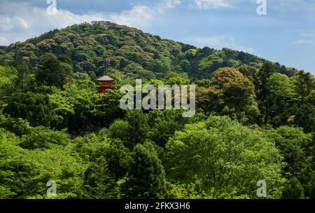 Lussureggiante foresta verde a Kyoto, Giappone con una pagoda rossa nascosta. Foto Stock