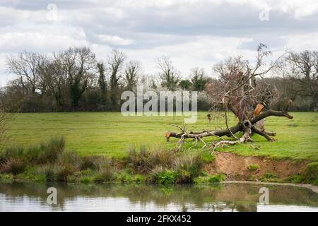 Camminando sulla Ouse Way, Barcombe Mills, Inghilterra, in un pomeriggio di primavera. Albero caduto sulla riva del fiume Foto Stock