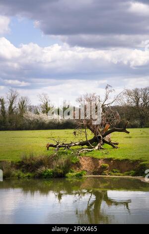 Camminando sulla Ouse Way, Barcombe Mills, Inghilterra, in un pomeriggio di primavera. Albero caduto sulla riva del fiume Foto Stock