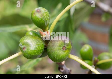 Fichi reali, Ficus Carica, frutta Foto Stock