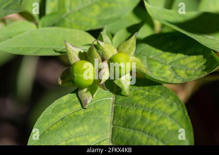 Belladonna nera, Atropa Bella Donna, frutta verde immatura Foto Stock