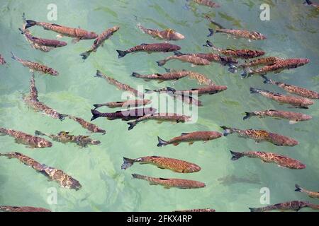 Chub, pesca alle Cascate del Reno a Sciaffusa, Svizzera Foto Stock