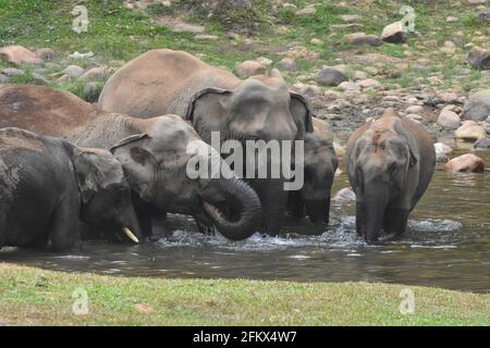 Elefanti indiani Foto Stock