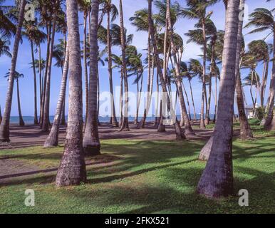 Gruppo di palme da cocco, Dieppe Bay, St Kitts, St Kitts e Nevis, piccole Antille, Caraibi Foto Stock