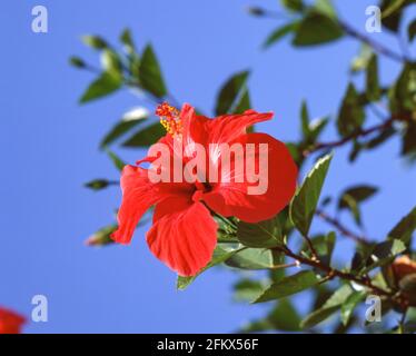 Fiore rosso di ibisco, Castello di Kyrenia, Kyrenia, Distretto di Kyrenia, Cipro del Nord Foto Stock