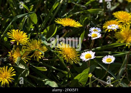 Daisies e dandelions nell'erba visto in su vicino Foto Stock