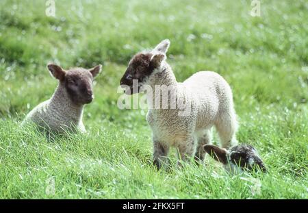 Suffolk agnelli in campo, Seaford, Sussex orientale, Inghilterra, Regno Unito Foto Stock