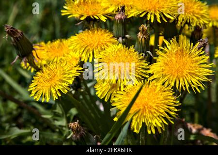 Gruppo di andelioni visto da vicino Foto Stock