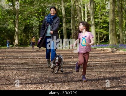 Madre e figlia che camminano cocker puppy spaniel Foto Stock