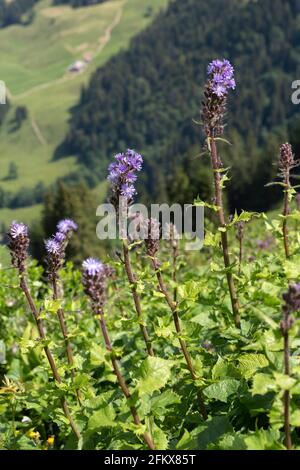 Latte di Alpe Lattuga, Cicerbita Alpina Foto Stock