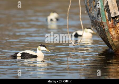 Common Eider - somateria mollisima - uccello maschile che nuota in acqua di mare, due uccelli fuori fuoco sullo sfondo Foto Stock