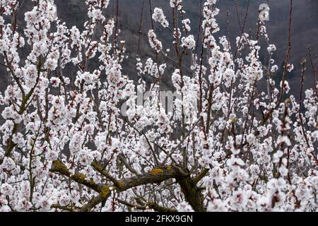 Il fiore di albicocche nella bassa Austria di Wachau Foto Stock