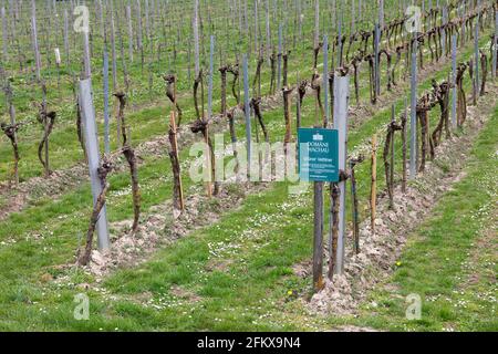 Regione viticola, dominio Wachau, Grüner Veltliner, Austria Foto Stock