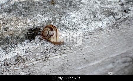 Illustrazione 3D - primo piano di una lumaca in movimento un muro Foto Stock