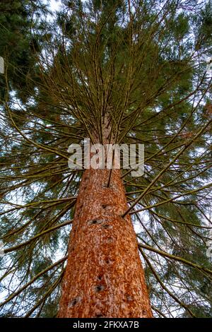 Grande albero di sequoia (Sequoia), vista dal basso verso l'alto, tronco primo piano, verticale. Foto Stock