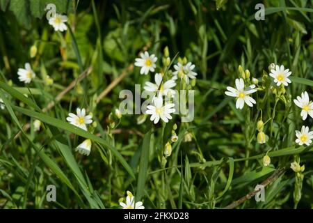 Grande Stitchwort nome latino Rabelera ologea fiori in un hedgerow In primavera nel Galles del Nord Foto Stock