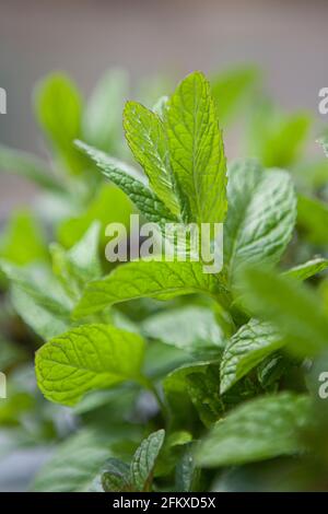Mentha speziata (menta verde, menta verde, menta comune, menta di agnello, menta di sgombro) che cresce nel giardino Foto Stock