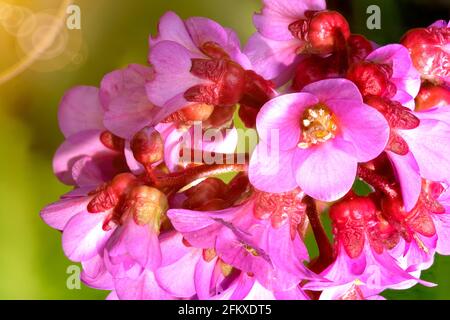 Ultra macro di una bergenia folta, Bergenia crassifolia, in primavera Foto Stock