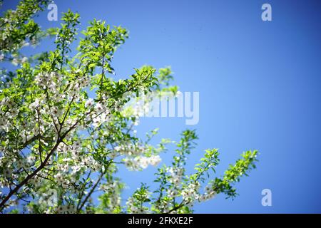Albero di mandorle in fiore con fiori bianchi nel giardino primaverile. Foto Stock
