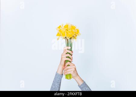 Bouquet di narcisi di fiori freschi in mani femminili su a. sfondo bianco Foto Stock