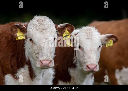 Pedigree Hereford vitelli nella campagna Cumbriana, Regno Unito. Foto Stock