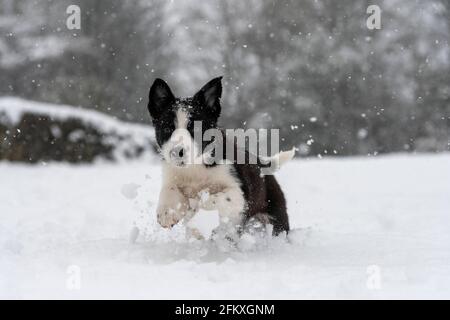 Giovane cucciolo di collie di confine che gioca nella neve, North Yorkshire, Regno Unito. Foto Stock
