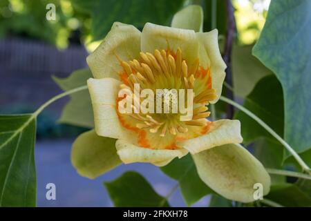 Fiore di tulipano (Liriodendron tulipifera) o tulipano pioppo in estate in Germania, closeup e vista dall'alto Foto Stock