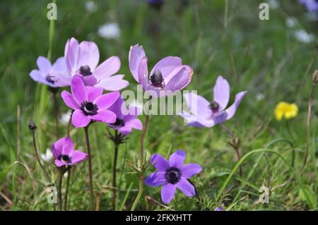 Closeup di fiori colorati sul Monte Imetto in Grecia in Molla Foto Stock