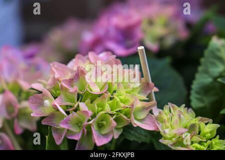 bella fioritura multicolore idrangee in rosa e viola primo piano in un giardino Foto Stock