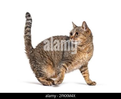 Vista laterale su un gatto di razza trasversale che guarda indietro e goind via Foto Stock