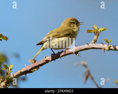 Chiffchaff cantava su un ramo di un bramble all'inizio della primavera Foto Stock