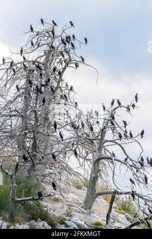 Cormorani che vagano in alberi morti sulla piccola isola di Vidronisi sul lago Mikri Prespa, Macedonia, Grecia settentrionale. Foto Stock