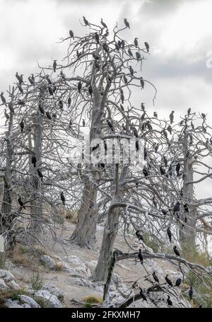 Cormorani che vagano in alberi morti sulla piccola isola di Vidronisi sul lago Mikri Prespa, Macedonia, Grecia settentrionale. Foto Stock