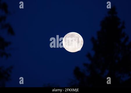 La luna piena, conosciuta anche come la luna Rosa. La prima superluna del 2021. Sussex, Regno Unito Foto Stock