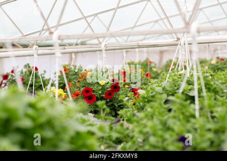 Piante coltivate, serre per la coltivazione di fiori. Floricoltura Foto Stock