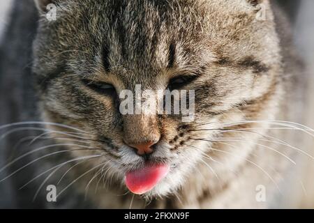 Il gatto vagabondato e soffice leccano la sua museruola con la lingua. Cat ritratto primo piano Foto Stock