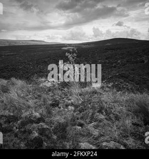 L'albero di sapling di Lone, un superstite sul luogo di fuoco selvatico della brughiera di Butterley / Butterley tra Butterley Clough e Carr Clough Foto Stock