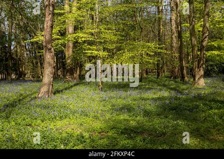 Longstock, Hampshire, Inghilterra, Regno Unito. 2021. Primavera e bluebells appaiono in un'area boscosa dell'Hampshire Foto Stock