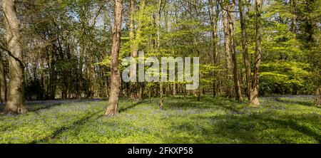 Longstock, Hampshire, Inghilterra, Regno Unito. 2021. Primavera e bluebells appaiono in un'area boscosa dell'Hampshire Foto Stock