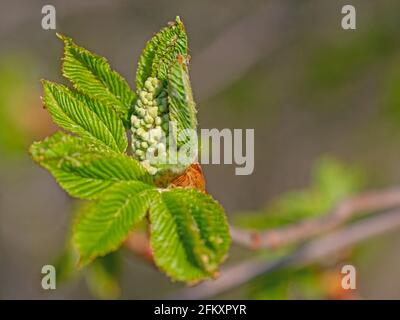 Germoglio di fiori del castagno di cavallo, Aesculo, in primavera Foto Stock