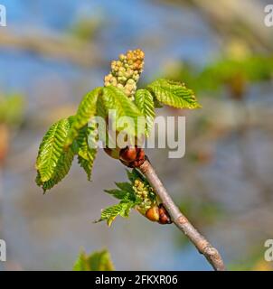 Germoglio di fiori del castagno di cavallo, Aesculo, in primavera Foto Stock