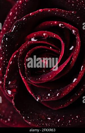 Macro shot di rosa rossa con gocce d'acqua Foto Stock