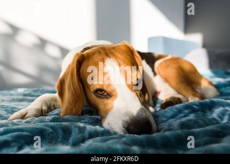 Il cane Beagle dorme a letto in interni luminosi. Concetto di PET a casa Foto Stock