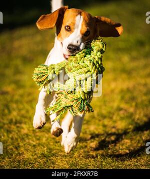 Cane Beagle che salta e corre con un giocattolo in corda all'aperto verso la macchina fotografica Foto Stock