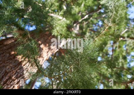 Albero di sequoia ( Sequoiadendron giganteum, Bergmammmutbaum) fogliame verde e grande gambo marrone profondità di campo. Vista verso l'alto. Foto Stock